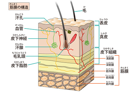 毛髪について